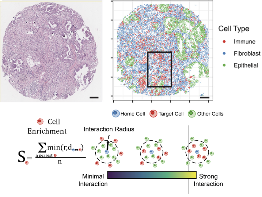 Spatial Biology of Tumor Microenvironments