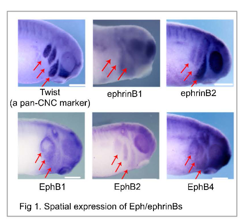 Spatial expression of Eph/ephrinBs