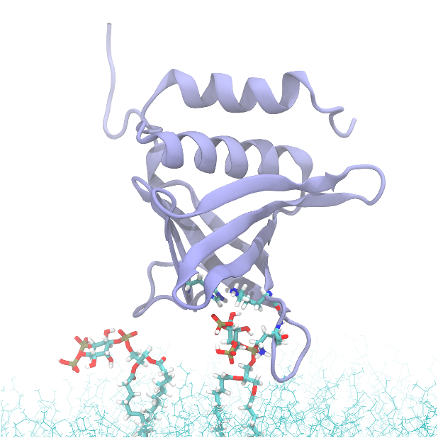 Phosphatidylinositol phosphate