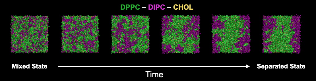 Thermodynamics of lipid phase separation using molecular simulations