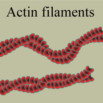 Actin filaments